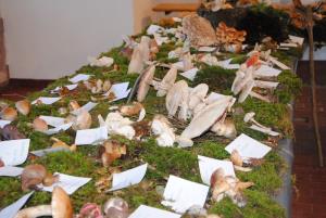 Ob gobarski evforiji je bila tudi razstava bogata 1